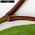 SpeciesSub: var. obovatifolium
